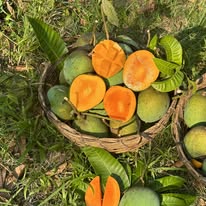 🥭 নওগাঁর প্রিমিয়াম হিমসাগর আম – ১২ কেজির ফ্যামিলি প্যাক |
