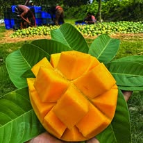 🥭 নওগাঁর প্রিমিয়াম হিমসাগর আম – ৫০ কেজির মেগা ফ্যামিলি প্যাক |
