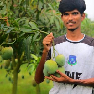🥭 নওগাঁর প্রিমিয়াম বারি-৪ আম – ১২ কেজির ফ্যামিলি প্যাক |
