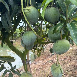 🥭 নওগাঁর প্রিমিয়াম বারি-৪ আম – ১০০ কেজির হোলসেল প্যাক |