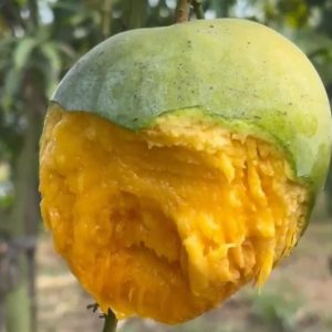 🥭 নওগাঁর প্রিমিয়াম বারি-৪ আম – ৫০ কেজির মেগা ফ্যামিলি প্যাক |
