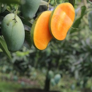 🥭 নওগাঁর প্রিমিয়াম আম্রপালি আম – ২৪ কেজির ফ্যামিলি প্যাক |