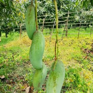 🥭 নওগাঁর প্রিমিয়াম ব্যানানা ম্যাঙ্গো – ১২ কেজির প্রিমিয়াম ফ্যামিলি প্যাক |