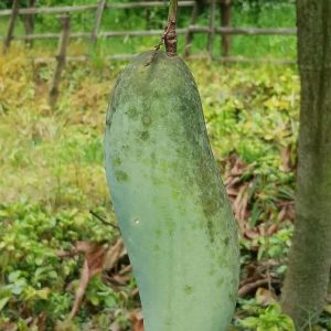 🥭 নওগাঁর প্রিমিয়াম ব্যানানা ম্যাঙ্গো – ২৪ কেজির প্রিমিয়াম ফ্যামিলি প্যাক |